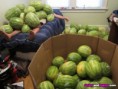/album/srandovni-fotky-z-akci/drunk-swamped-melons-jpg/